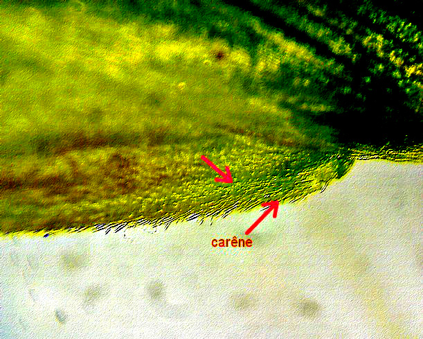 Ceratochloa sitchensis